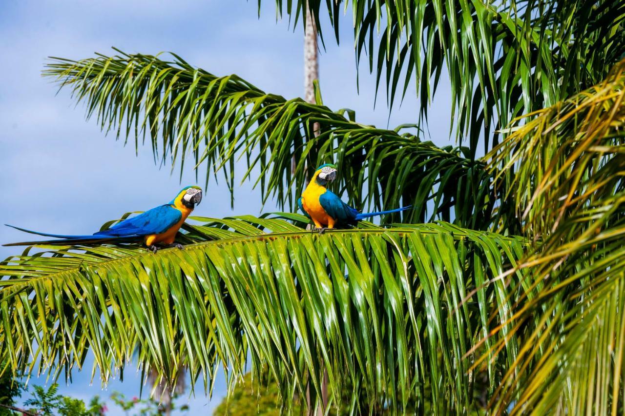 Pousada Piuval Poconé Dış mekan fotoğraf